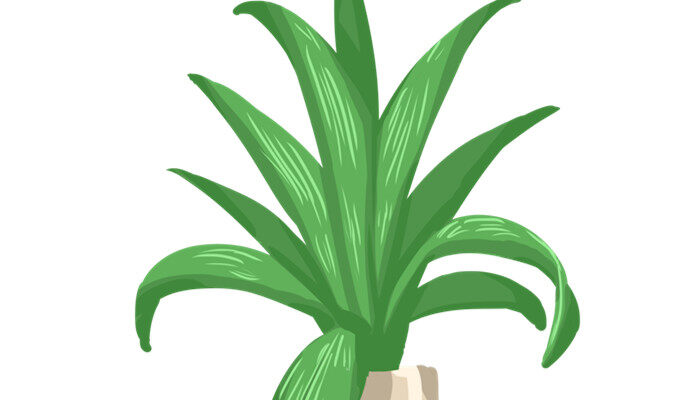 适合家庭种植的花卉有哪些 适合家庭种植的花卉有哪些