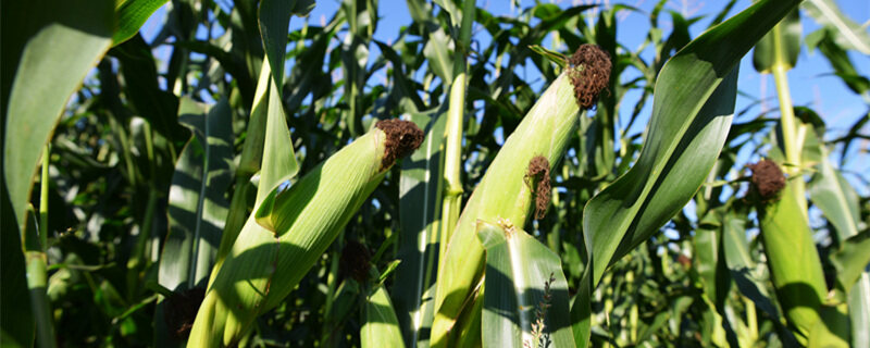 红根谷莠子用什么除草剂 红根谷莠子用什么除草剂