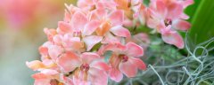 兰花的花苞是什么样的
