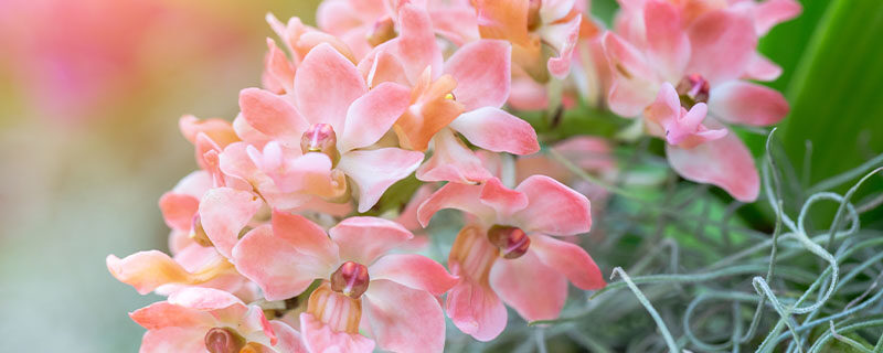 兰花的花苞是什么样的