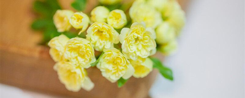 黄木香花为什么不能种 黄木香花为什么不能种