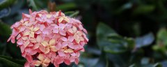 龙船花花语