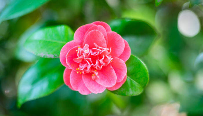 山茶花叶子变褐色干枯脱落原因 山茶花叶子变褐色干枯脱落原因