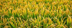 水稻是什么植物