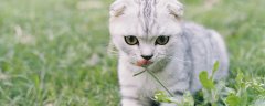 猫草是小麦吗