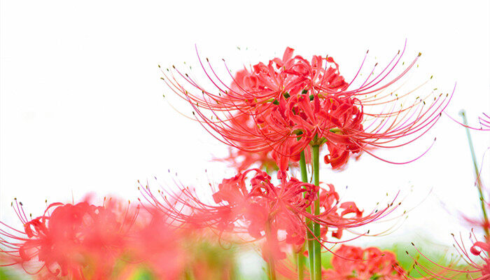 曼珠沙华的花期 曼珠沙华的花期