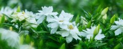 栀子花夏天多久浇一次水