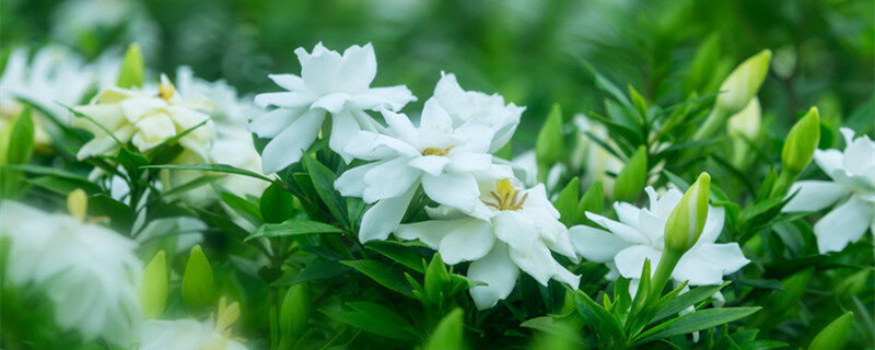 栀子花夏天多久浇一次水 栀子花夏天多久浇一次水