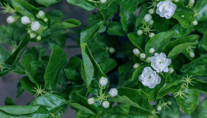 茉莉花几天浇一次水 茉莉花几天浇一次水