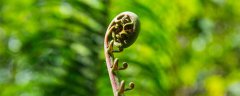 金毛狗蕨类植物