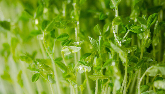 四川豌豆尖的种植方法和时间 四川豌豆尖的种植方法和时间