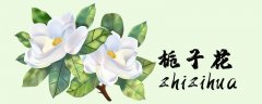 栀子花是什么季节开放的