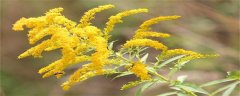 加拿大一枝黄花是什么植物
