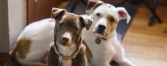 斗牛犬性格