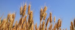 镇麦12和镇麦15向比谁产量高