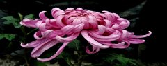 牡丹菊的花语和寓意