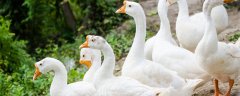 家里为什么不能养鹅