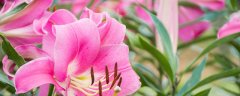 百合花长什么样子