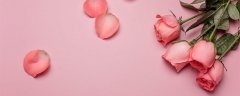 二朵玫瑰花什么意思