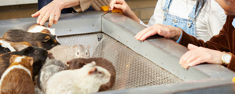 荷兰猪拉稀了怎么办 荷兰猪拉稀了怎么办