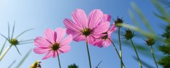 桑格花还是格桑花