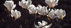 白玉兰的花期是什么时候