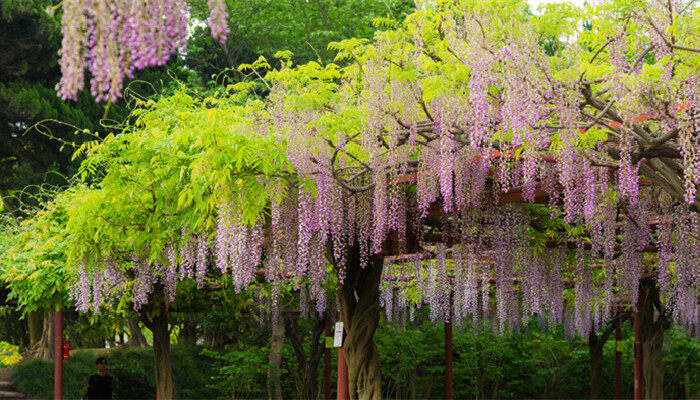 紫藤花语 紫藤花语