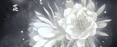 昙花的花语和象征意义