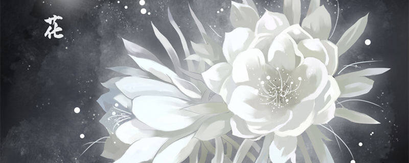 昙花的花语和象征意义 昙花的花语和象征意义