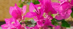 三角梅的花