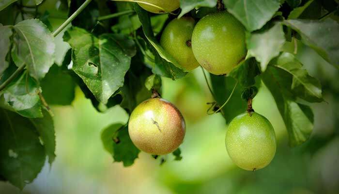 百香果籽的播种方法 百香果籽的播种方法