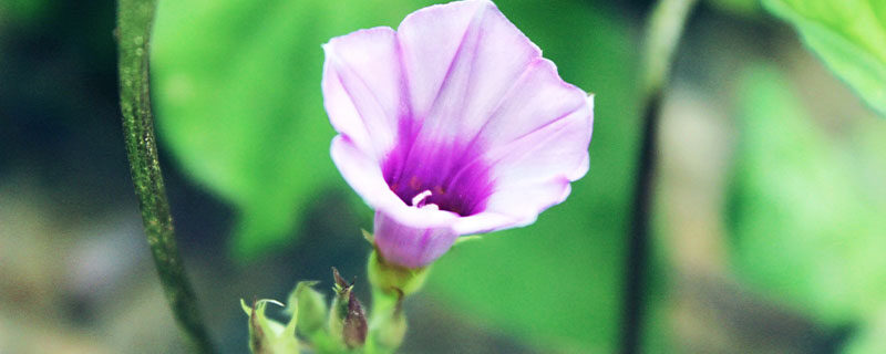 牵牛花能在室外过冬吗 牵牛花能在室外过冬吗