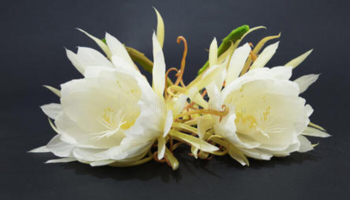 假昙花夏天休眠会焉吗 假昙花夏天休眠会焉吗
