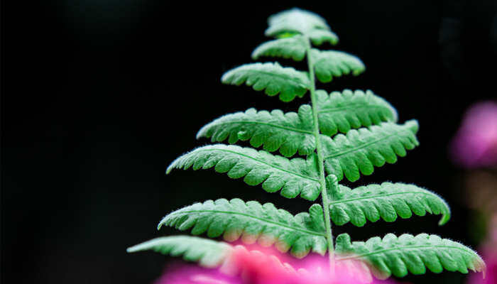 肾蕨属于什么植物 肾蕨属于什么植物
