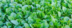 适合秋季种植的蔬菜