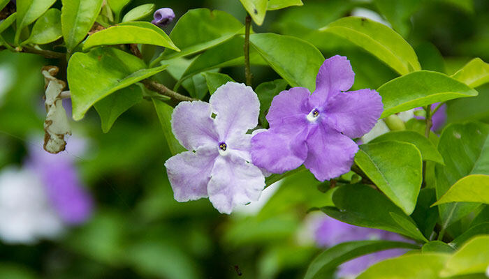 月季花的养殖方法和注意事项 月季花的养殖方法和注意事项
