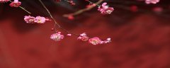梅花荷花桃花桂花开花的先后顺序