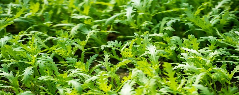 茼蒿菜怎么种植方法 茼蒿菜怎么种植方法