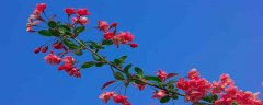 海棠花长什么样子