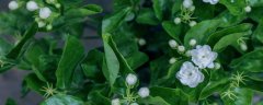 茉莉花什么季节开