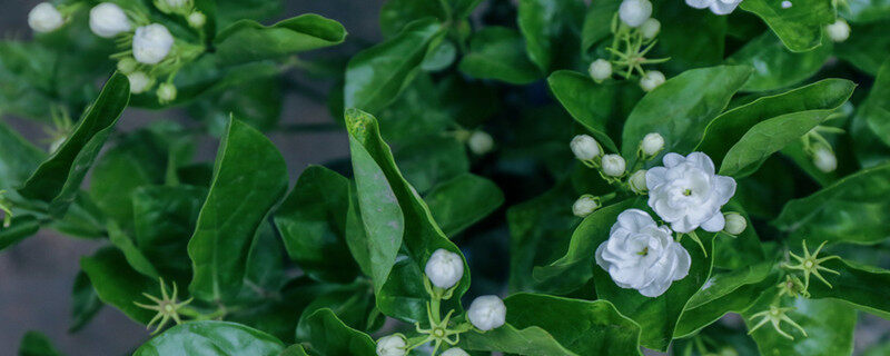 茉莉花什么季节开 茉莉花什么季节开