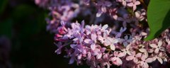 丁香花花期多长