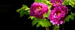 牡丹掉花蕾怎么办