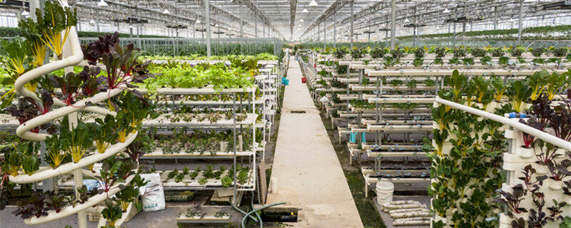 咖啡香麦菜何时播种及方法 咖啡香麦菜何时播种及方法