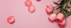 33朵玫瑰花代表什么意思