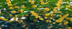桂花的品质