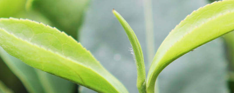 植物的蒸腾作用实验 植物的蒸腾作用实验
