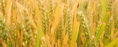 众岱100小麦品种介绍