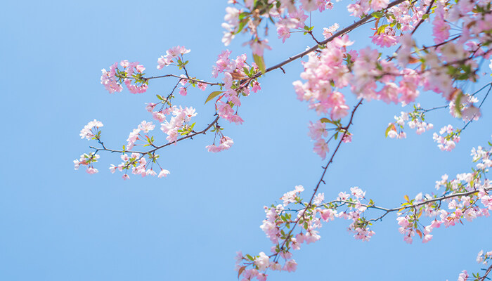 家里养海棠花好吗 家里养海棠花好吗