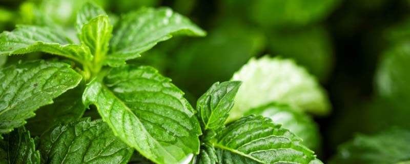 冻死的植物怎么救 冻死的植物怎么救